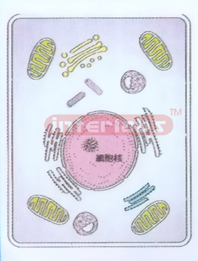 CELL STRUCTURE MODEL